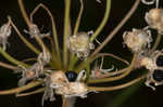 Little River Canyon onion